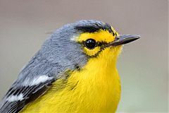 St. Lucia Warbler